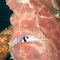 Frogfish
